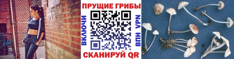 Купить  Полысаево  Галлюциногенные грибы Psilocybine cubensis 